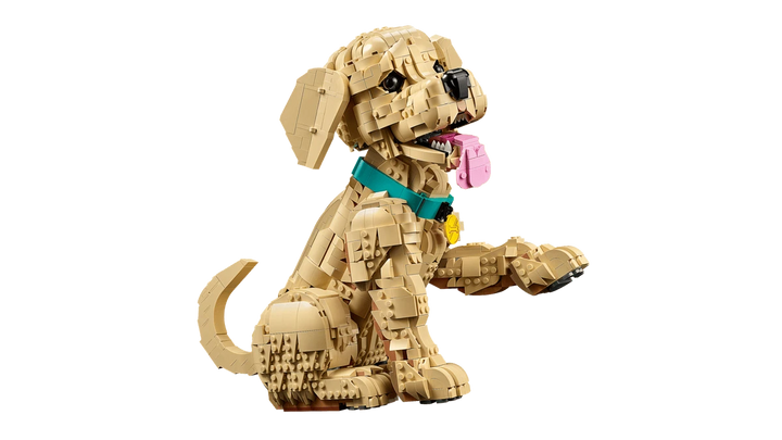 11384 Golden Retriever Puppy