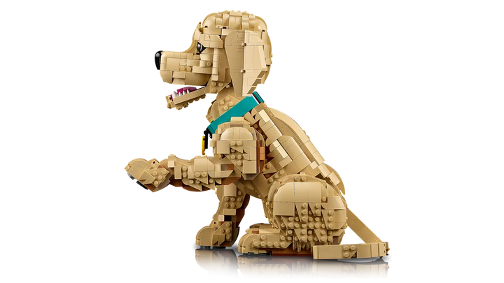 11384 Golden Retriever Puppy