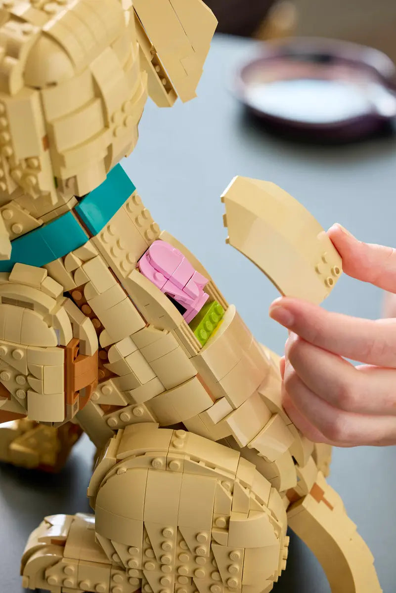 11384 Golden Retriever Puppy