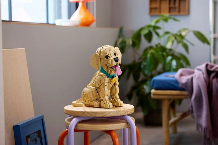 11384 Golden Retriever Puppy