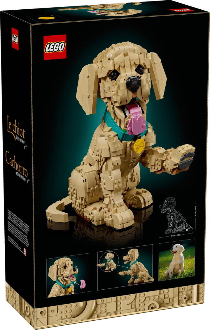 11384 Golden Retriever Puppy