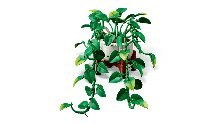 11512 Hanging Golden Pothos