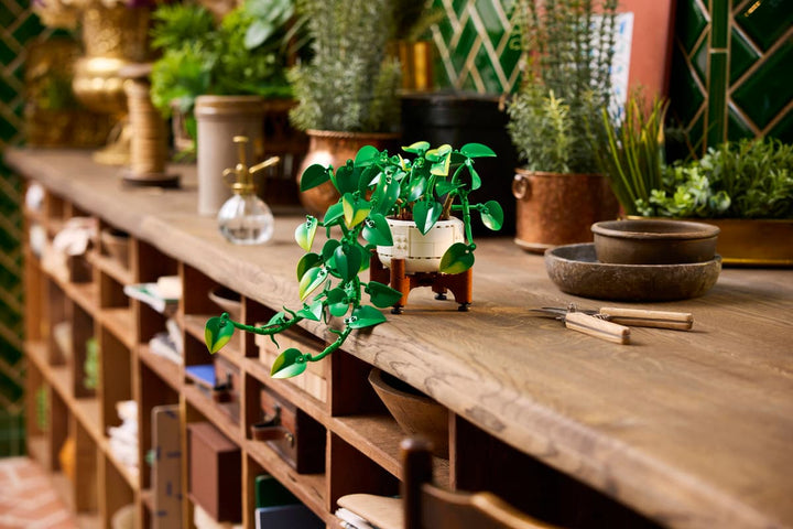 11512 Hanging Golden Pothos