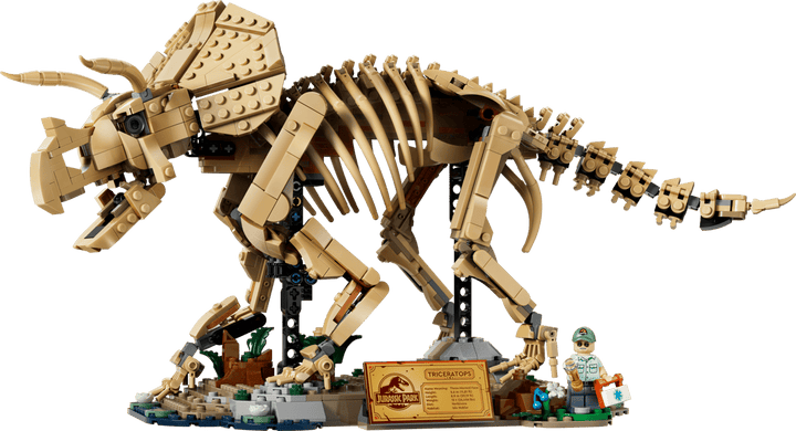 77985 Dinosaur Fossils: Triceratops