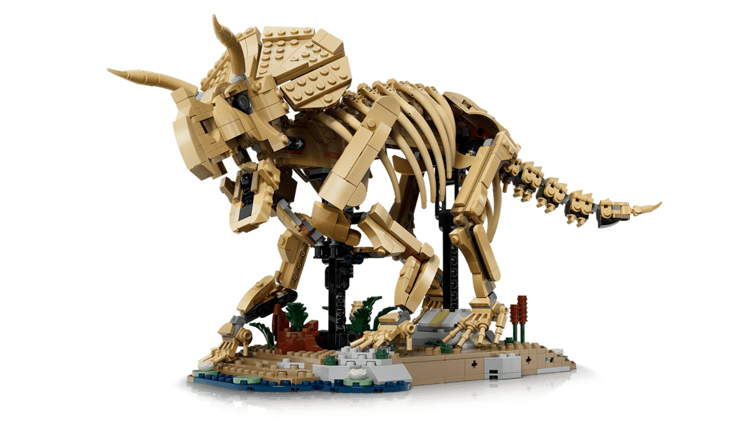 77985 Dinosaur Fossils: Triceratops