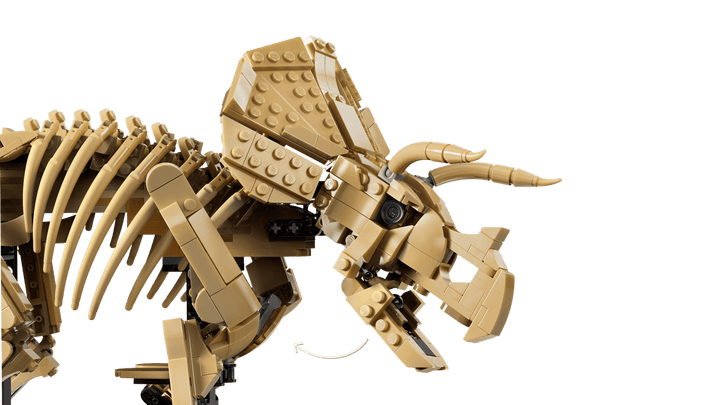 77985 Dinosaur Fossils: Triceratops