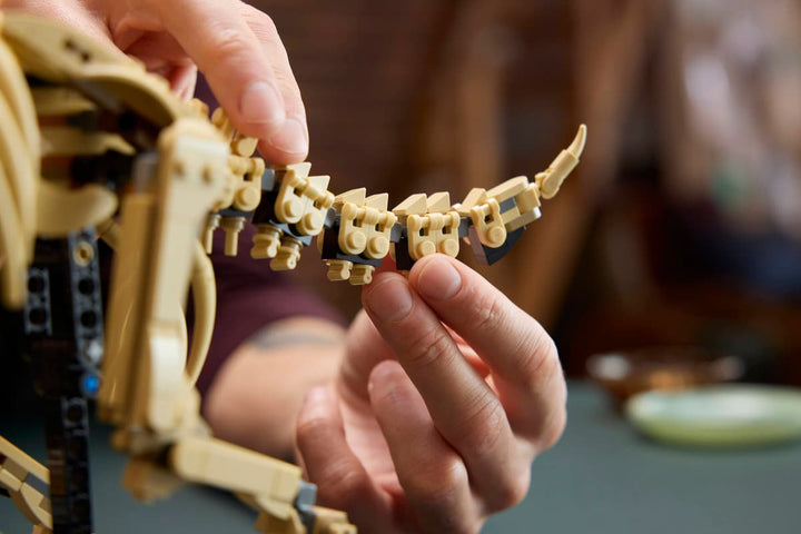 77985 Dinosaur Fossils: Triceratops